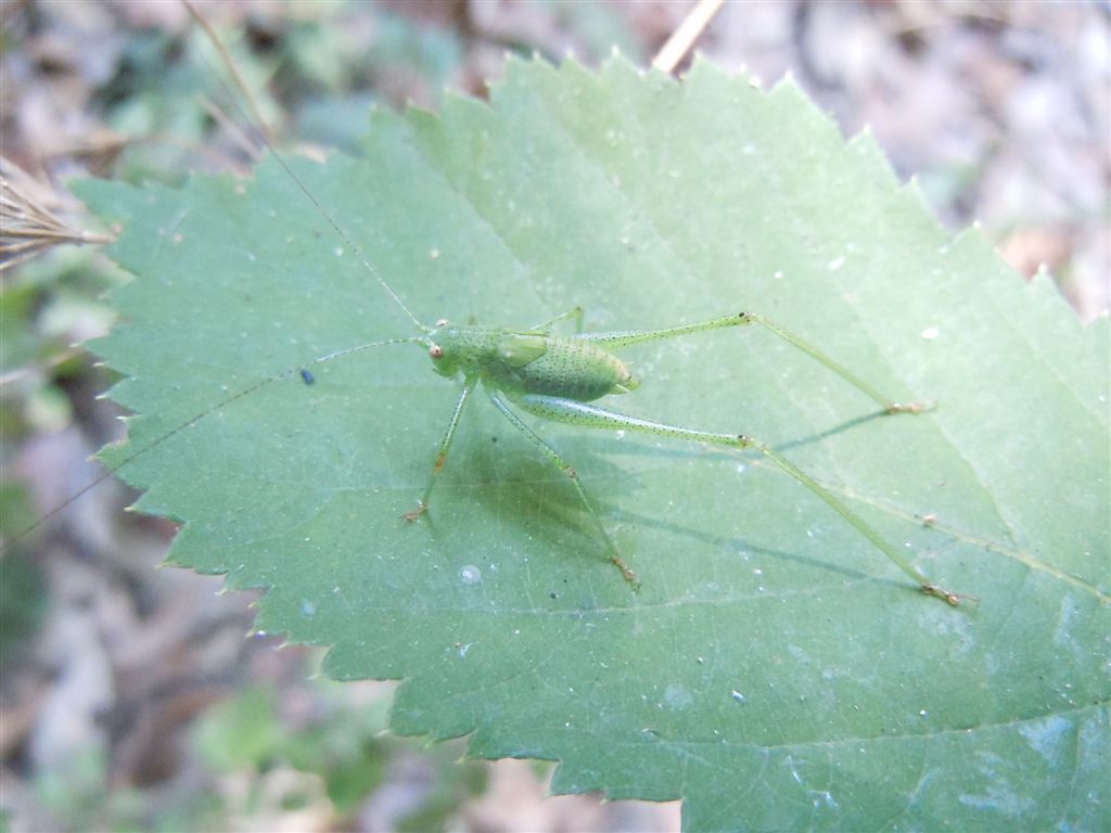 Neanide di Phaneroptera?